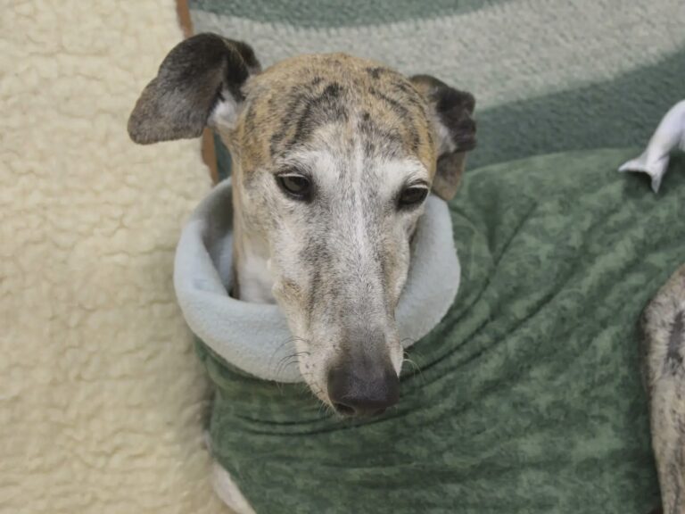 Sydney et Clarisse ( Adoption Conjointe )