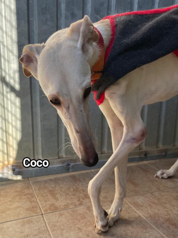 Coco