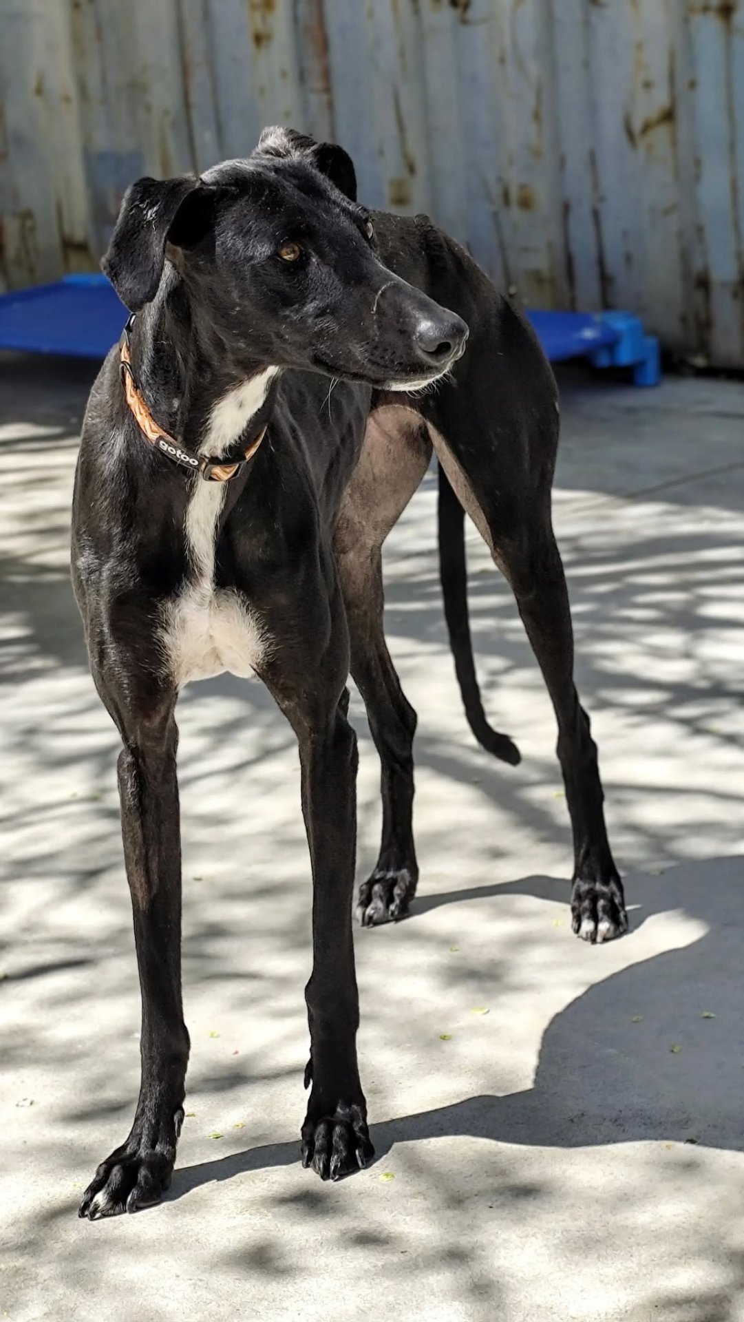 Pipper - Photo 1